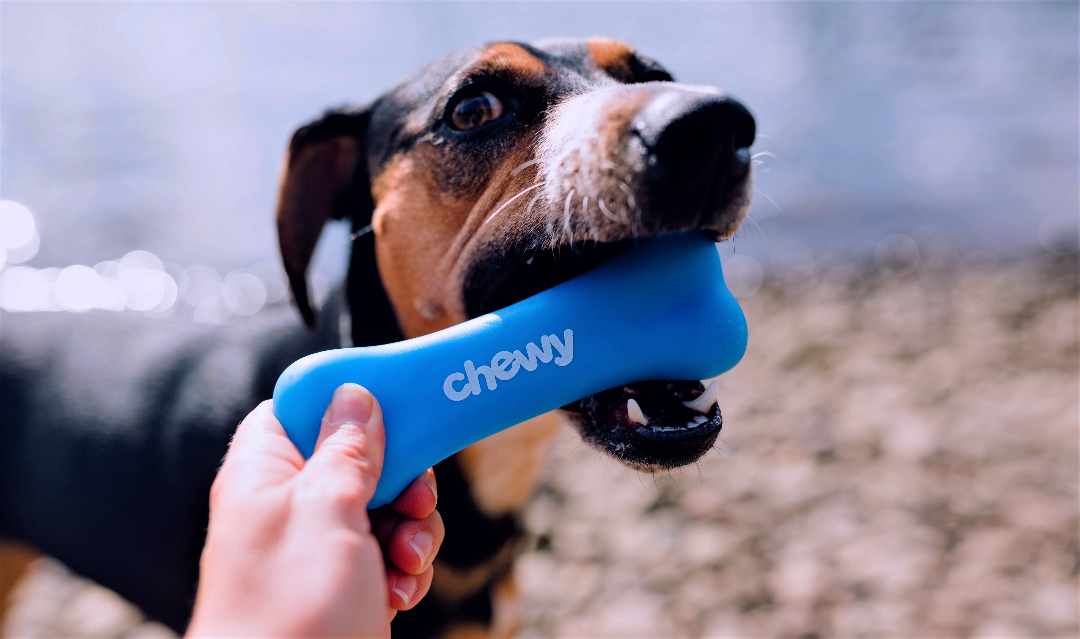 Chewy surprises investors with Q1 results: Stock up 25%